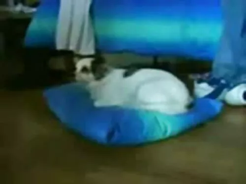 ربکا لینارس یک کولی  ...